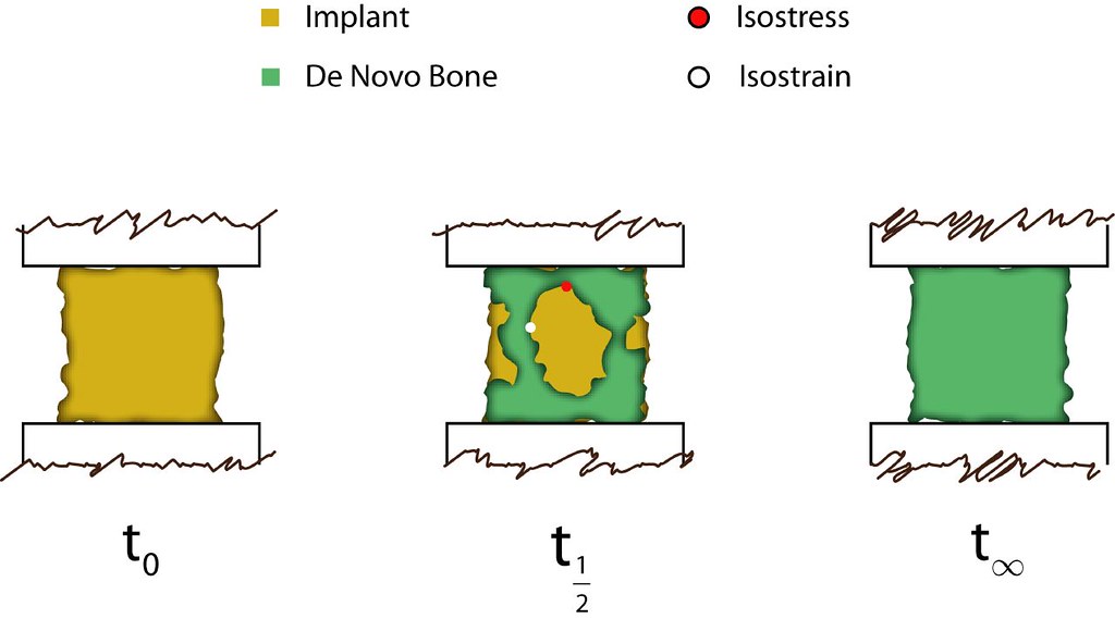 An implant's surface tells cells what to do